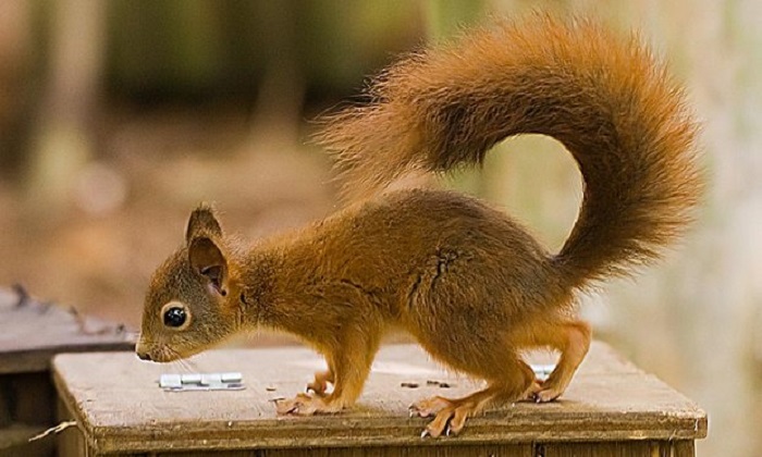 Red squirrels in Wales protected with military-style strategy 